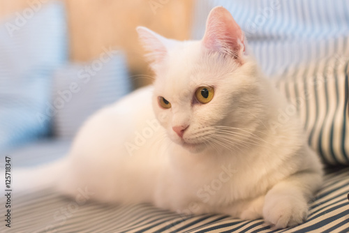 Fototapeta Naklejka Na Ścianę i Meble -  Cat