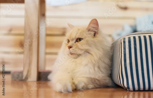 Fototapeta Naklejka Na Ścianę i Meble -  Cat