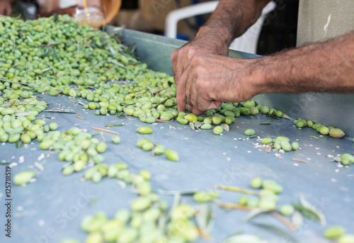 Hands of a man sorting out olives