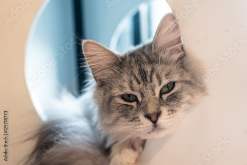 Fototapeta Naklejka Na Ścianę i Meble -  Cat