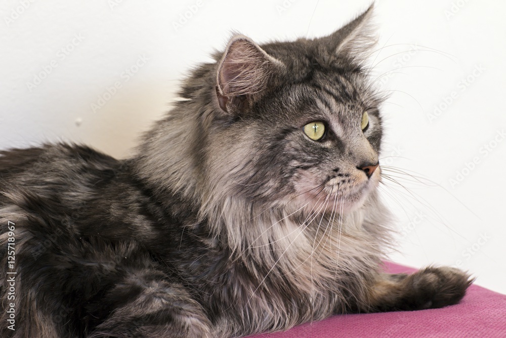 Maine coon resting at home Maine coon resting at home