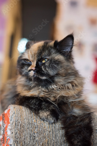 Fototapeta Naklejka Na Ścianę i Meble -  Cat