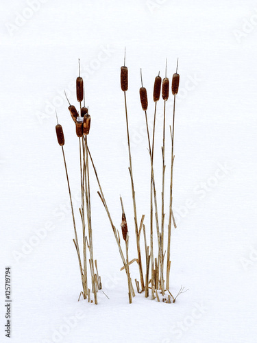 Winter Reeds