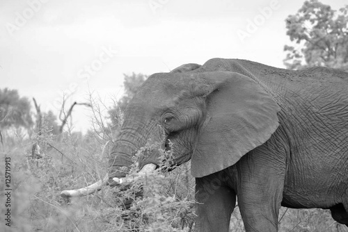 Photography Elephants - Gentle Giants