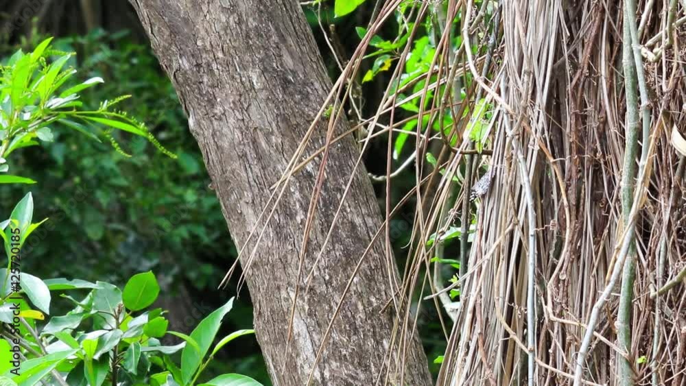 Floresta, borboleta e formiga.
