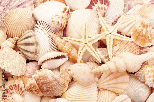 Starfish and a lots of amazing sea shells piled together