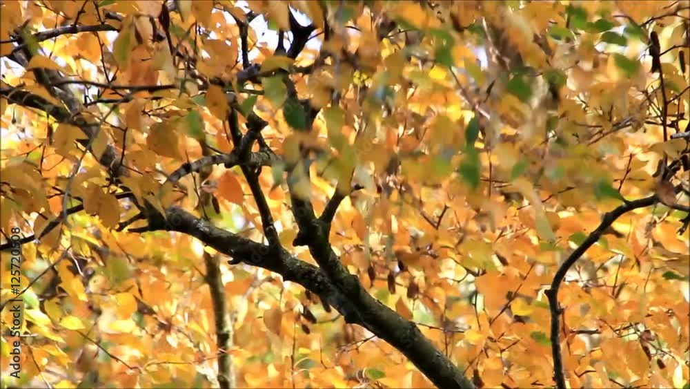 Autumn leaves on tree blowing in the wind
Autumn leaves on tree blowing in the wind