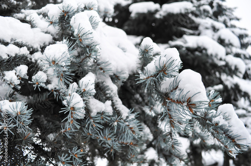снег на еловых ветках © mokeeva