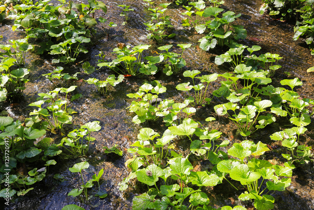 Obraz premium わさび畑