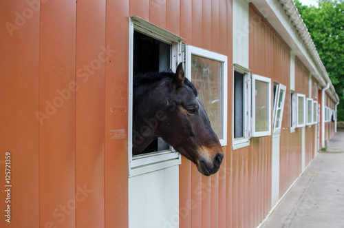 horse inthe stable