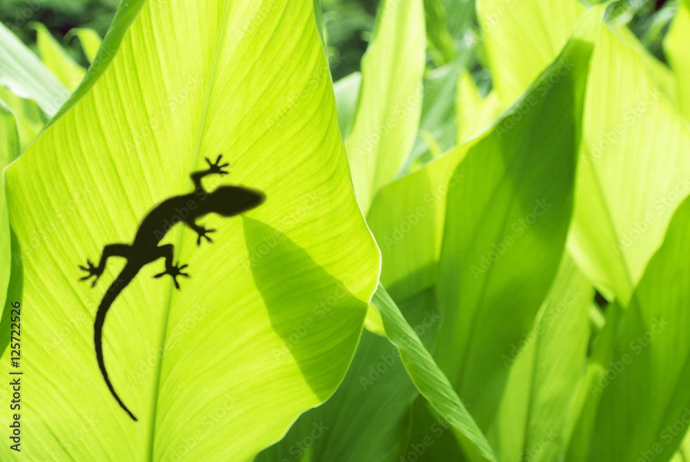 Ταπετσαρία shadow of a gecko on a banana's leaf