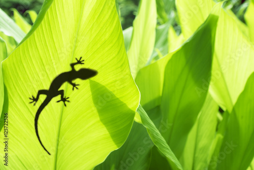 Tableau sur toile shadow of a gecko on a banana's leaf