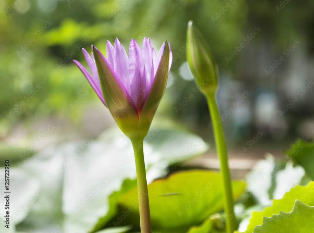 blue lotus flower blue lotus flower