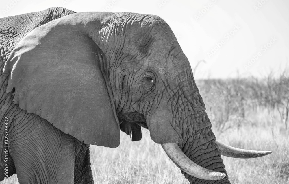 Naklejka premium Wild Elephants