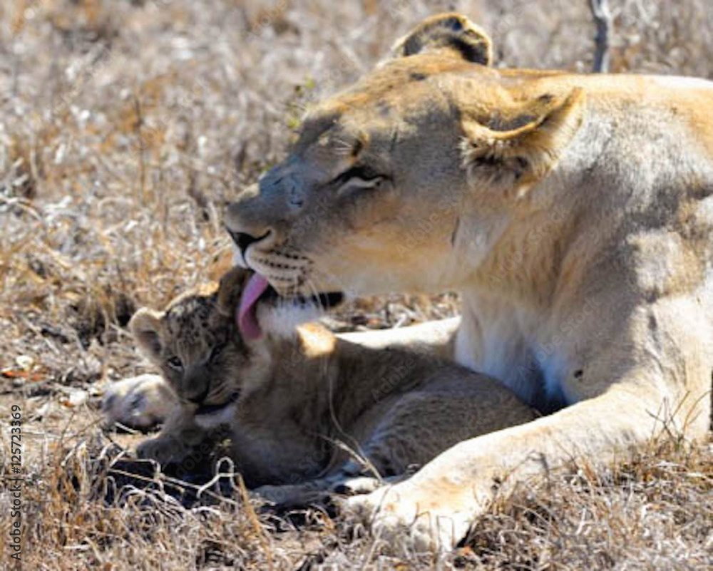 Naklejka premium Lions & Lioness