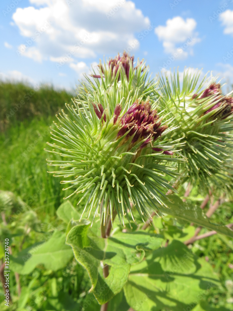Bush of burdock plant Bush of burdock plant