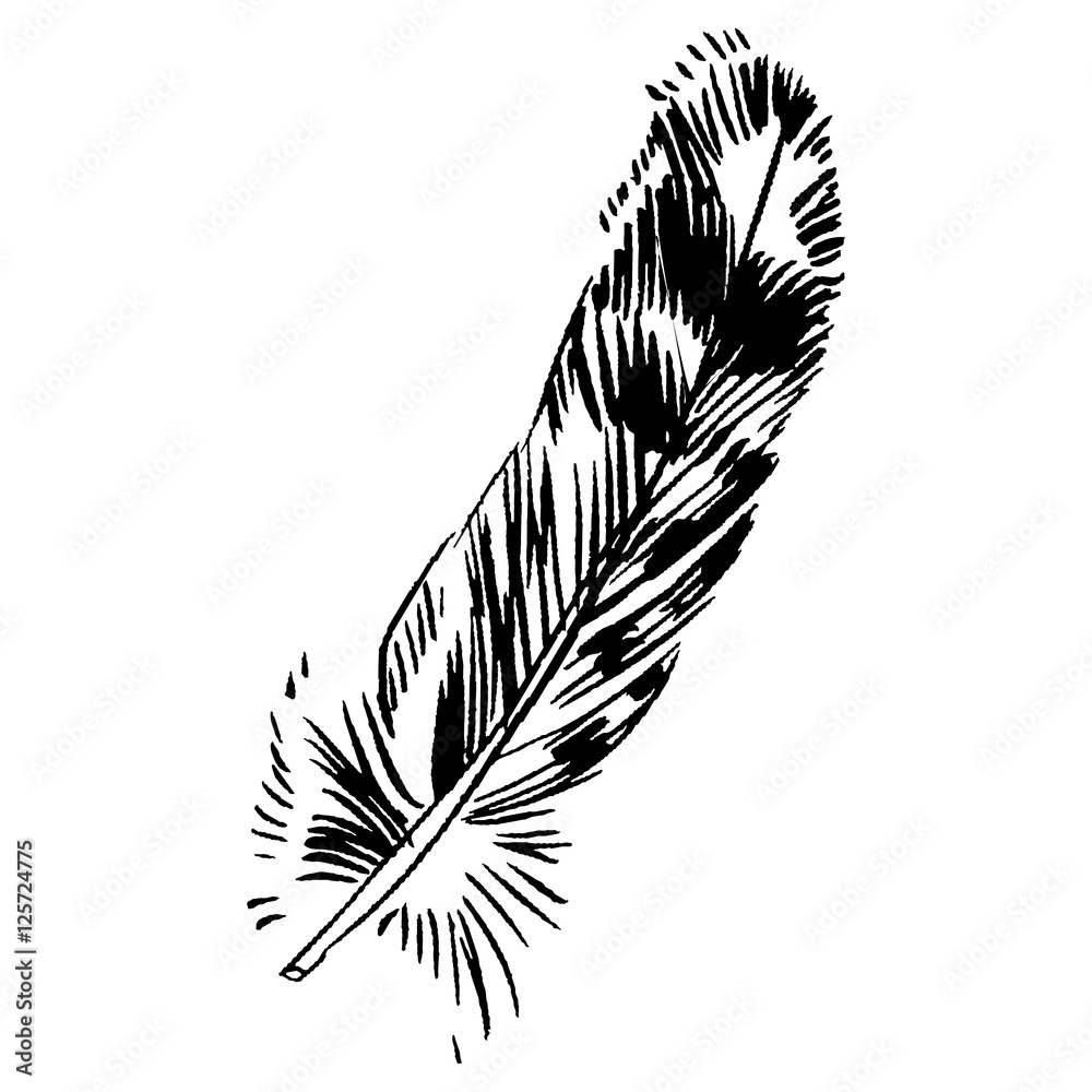Hand-drawn vector feather, ink handpicked Stock Vector | Adobe Stock