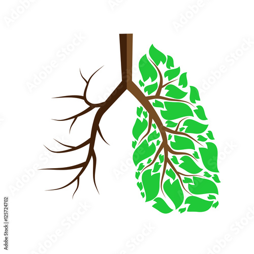Lungs isolated on white