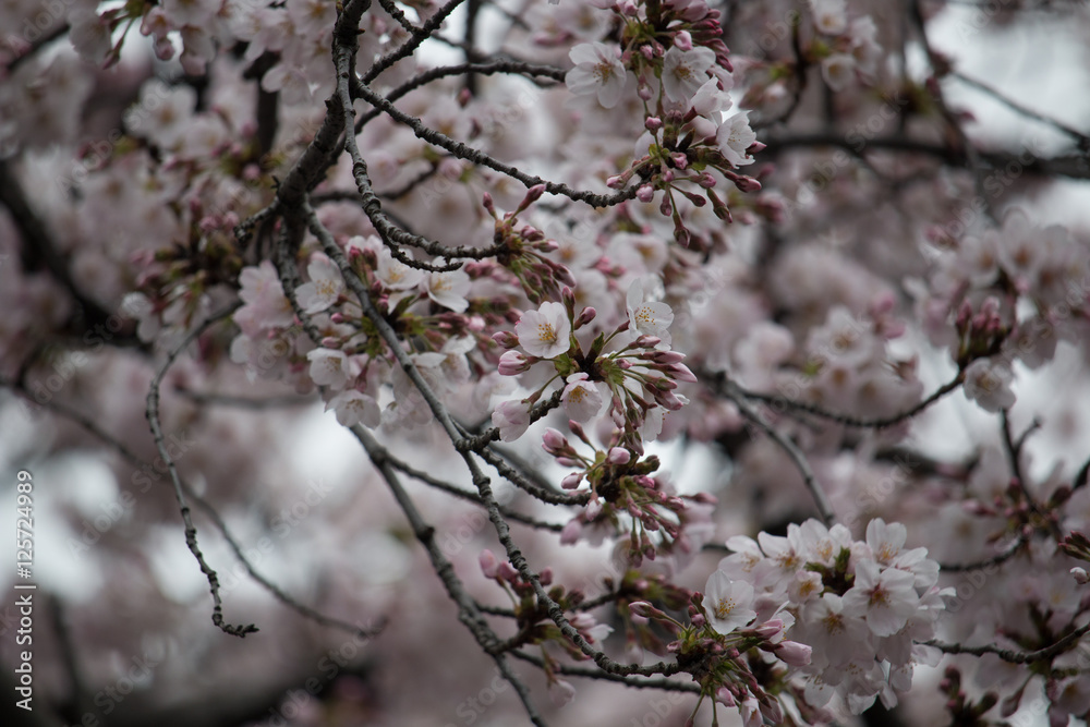 Sakura in Tokyo