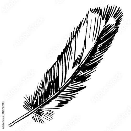 Hand-drawn vector feather, ink handpicked