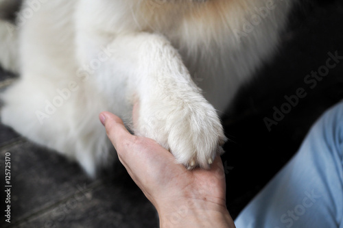 Dog hand shaking with human - friendship and pet training concept