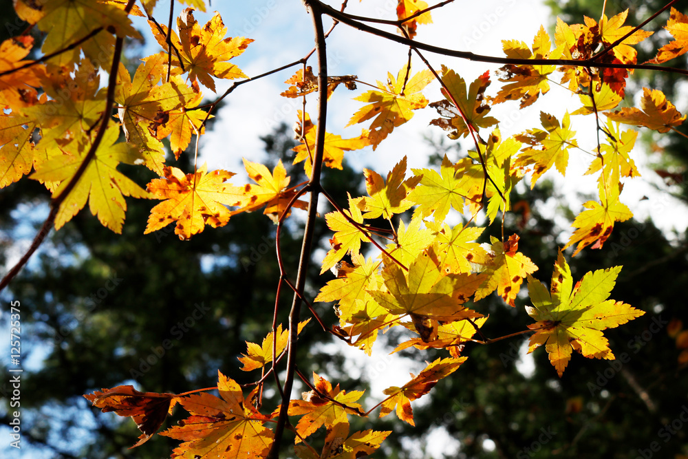 秋の紅葉 秋の紅葉