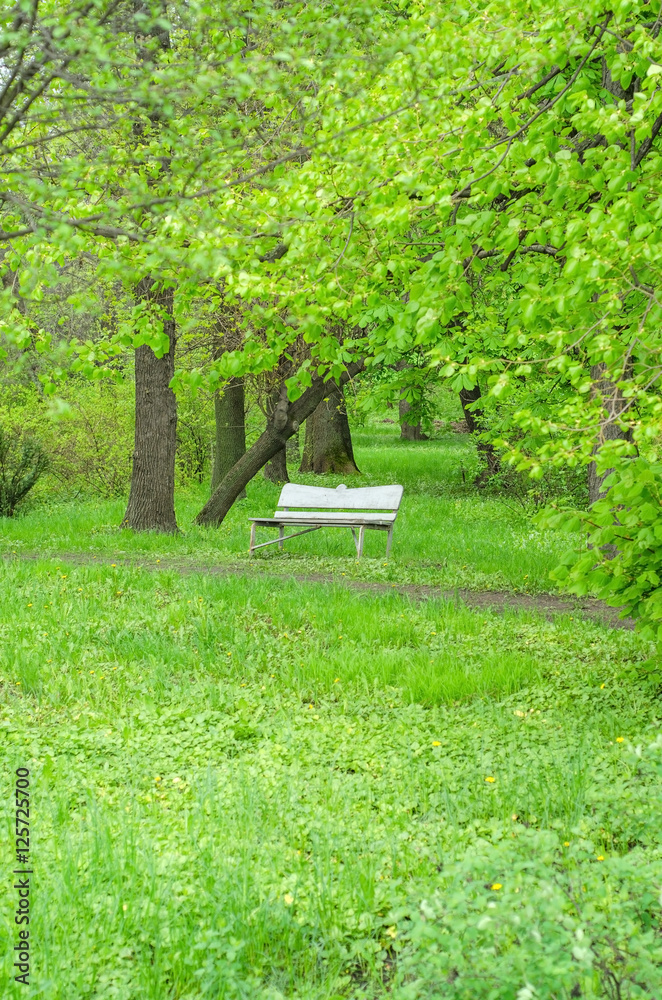 Green trees in the park