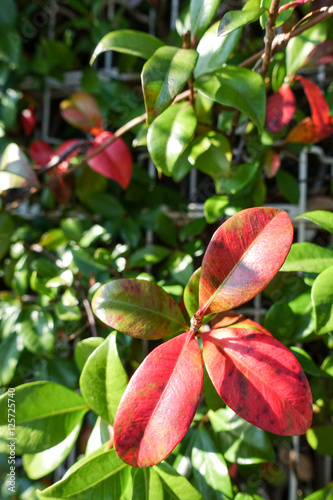 leaves turning red
