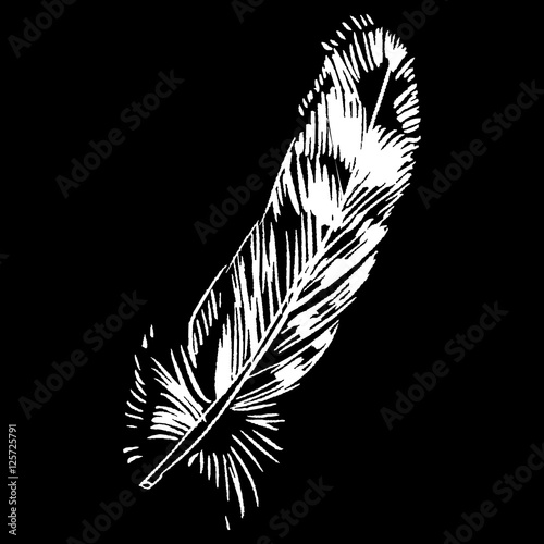 Hand-drawn vector feather, ink handpicked