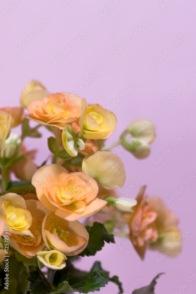 Fototapeta premium Close Up of Orange Begonia with Pink Background