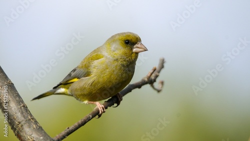 Tableau sur toile European Greenfinch