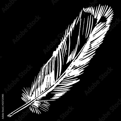 Hand-drawn vector feather, ink handpicked