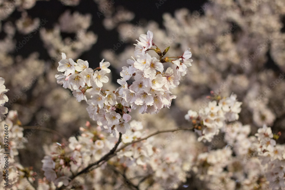 Sakura in Tokyo Sakura in Tokyo
