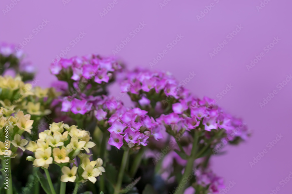 Close Up of Pink and Yellow Kalanchoe with Pink Background Close Up of Pink and Yellow Kalanchoe with Pink Background