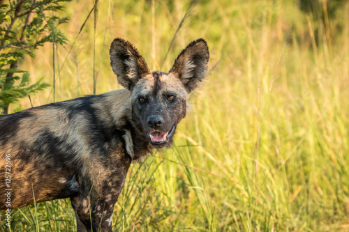 Starring African wild dog. © simoneemanphoto