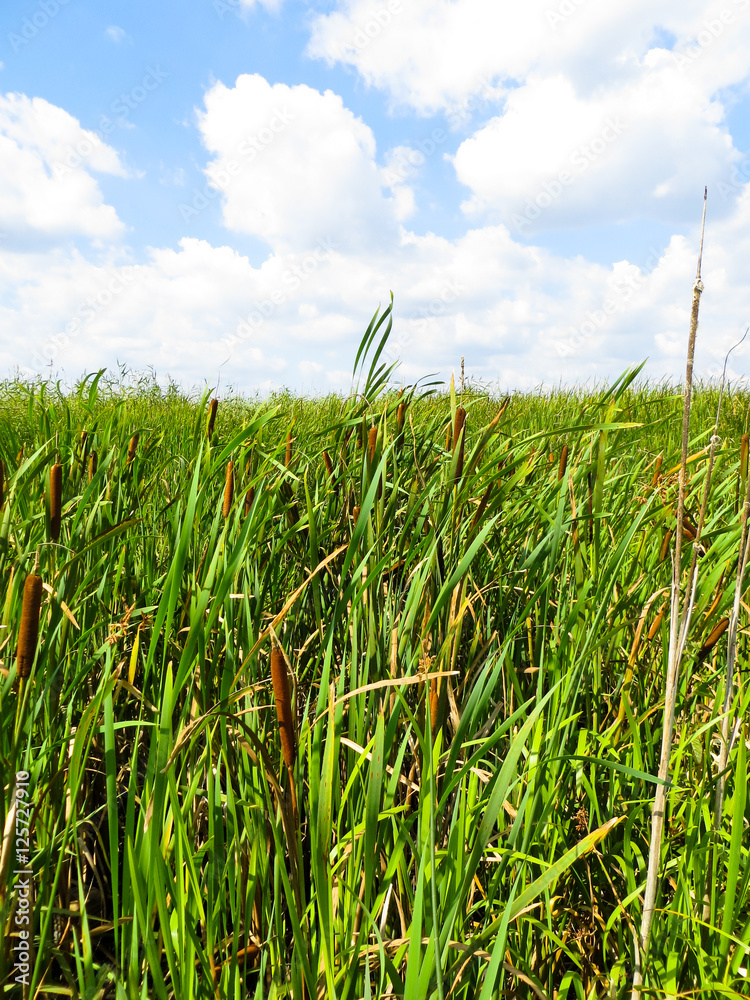 Obraz premium Mature flower spike of the reed plant
