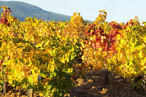 Fototapeta Naklejka Na Ścianę i Meble -  vineyards in autumn with the last bunches of grapes , El Bierzo , Spain ; selective focus