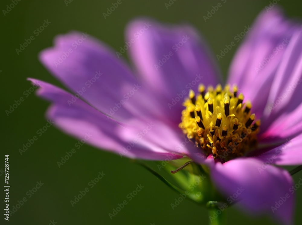 super macro shot of flower for beautiful background