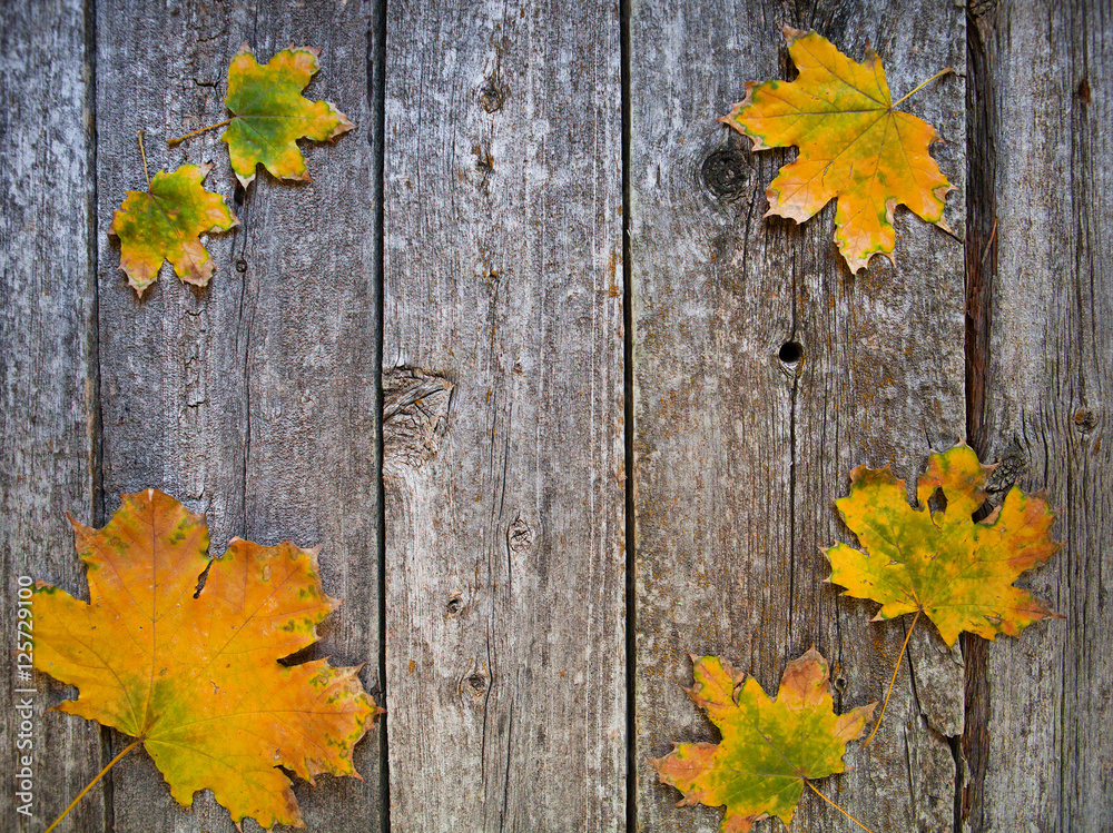 Autumn background with colored leaves on old wooden board