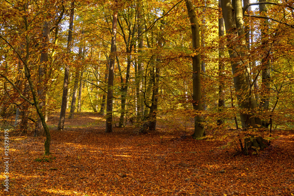 Natural background of autumn forest on a sunny day Natural background of autumn forest on a sunny day