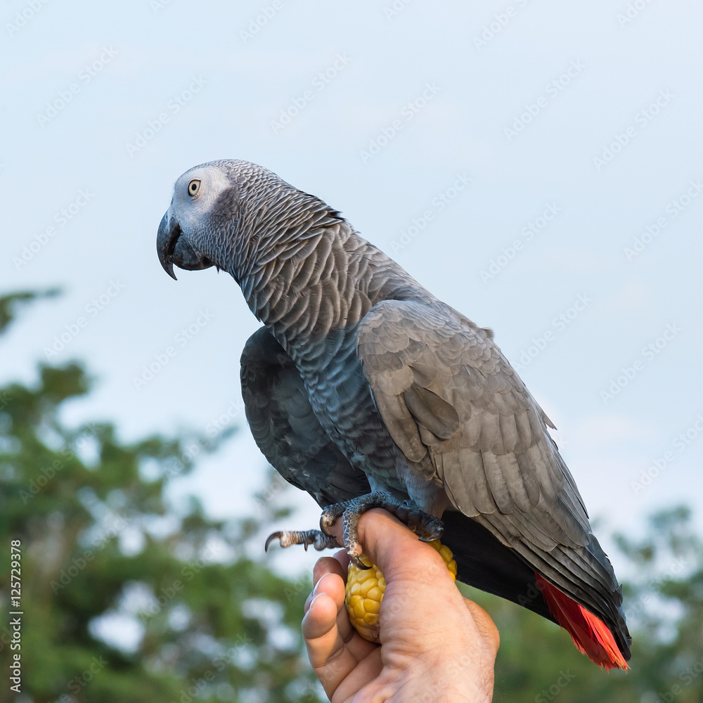 Fototapeta premium African Grey Parrot