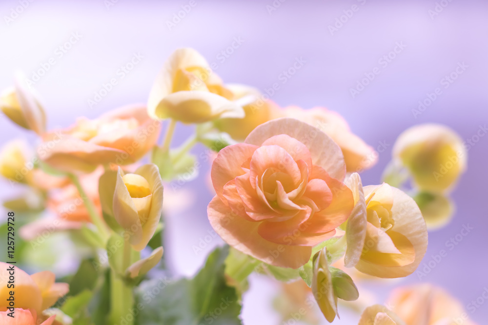 Naklejka premium Close Up of Orange Begonia Under Soft Sunlight