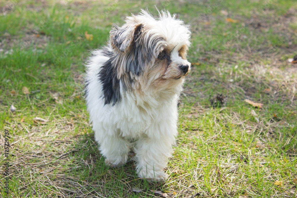 Biewer yorkshire terrier