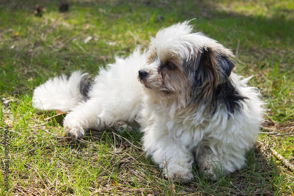 Biewer yorkshire terrier