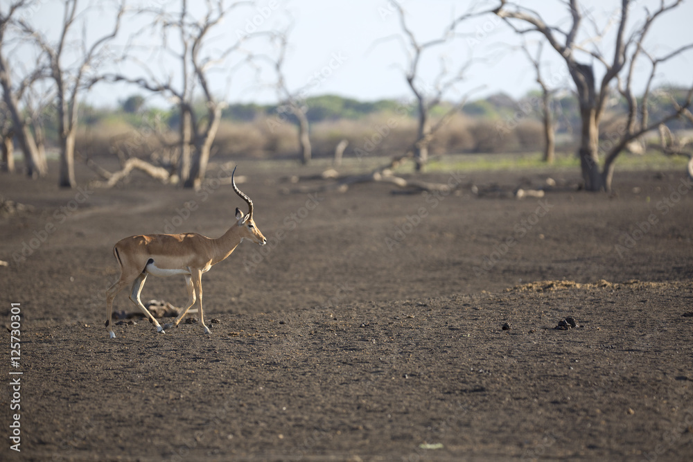 Portrait of impala antelope in barren land Portrait of impala antelope in barren land