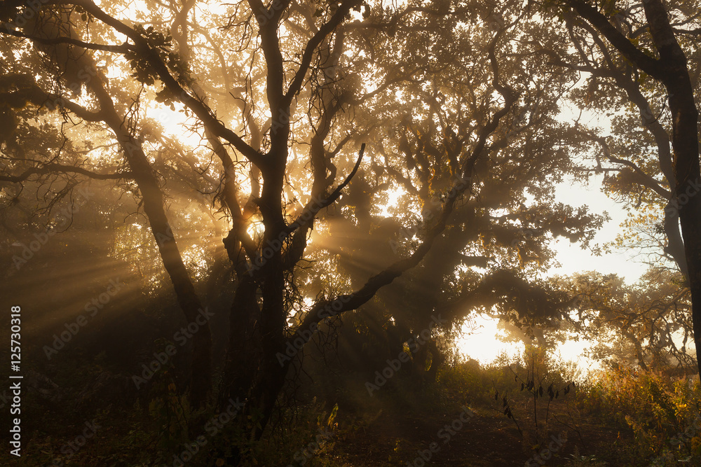 Fototapeta premium Beautiful green forest with sun ray.