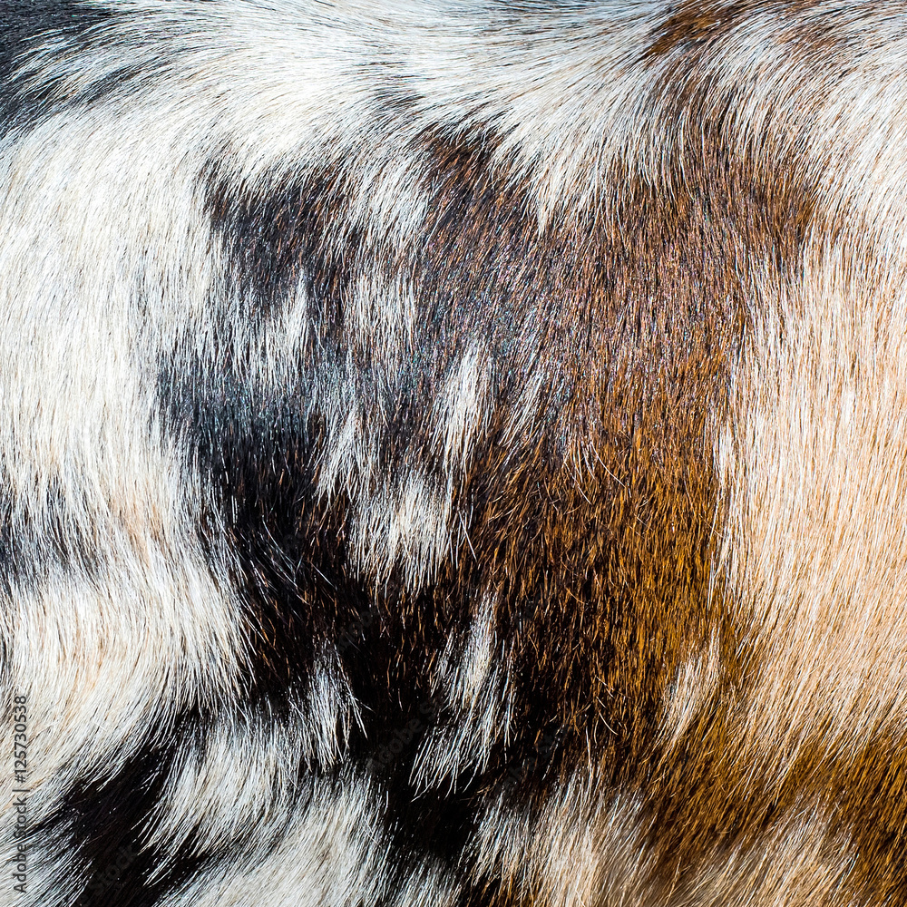 Goat fur