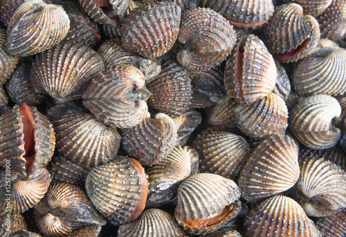Scallop seafood delicacies such as cockles of Thailand.