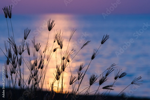 Silhouette of grass flowers.