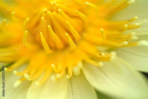 super macro shot of flower for beautiful background